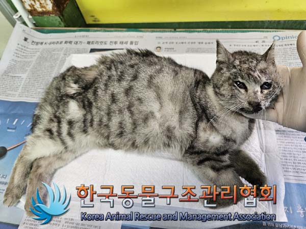 한국동물구조관리협회_411316202400165